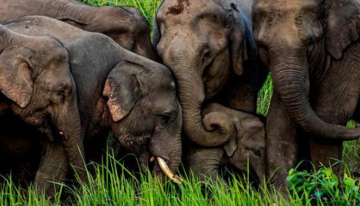 Kereta Api di India Menabrak Total 7 Gajah Hingga Mati